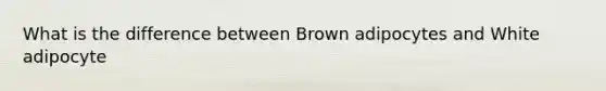 What is the difference between Brown adipocytes and White adipocyte