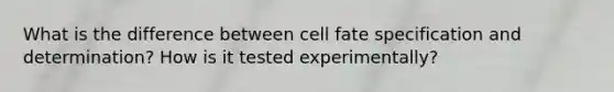 What is the difference between cell fate specification and determination? How is it tested experimentally?