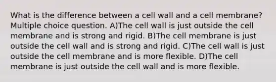 What is the difference between a cell wall and a cell membrane? Multiple choice question. A)The cell wall is just outside the cell membrane and is strong and rigid. B)The cell membrane is just outside the cell wall and is strong and rigid. C)The cell wall is just outside the cell membrane and is more flexible. D)The cell membrane is just outside the cell wall and is more flexible.