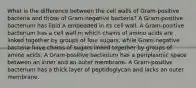 What is the difference between the cell walls of Gram-positive bacteria and those of Gram-negative bacteria? A Gram-positive bacterium has lipid A embedded in its cell wall. A Gram-positive bacterium has a cell wall in which chains of amino acids are linked together by groups of four sugars, while Gram-negative bacteria have chains of sugars linked together by groups of amino acids. A Gram-positive bacterium has a periplasmic space between an inner and an outer membrane. A Gram-positive bacterium has a thick layer of peptidoglycan and lacks an outer membrane.