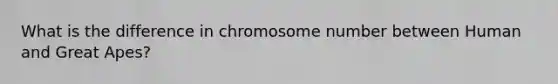 What is the difference in chromosome number between Human and Great Apes?