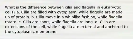 What is the difference between cilia and flagella in eukaryotic cells? a. Cilia are filled with cytoplasm, while flagella are made up of protein. b. Cilia move in a whiplike fashion, while flagella rotate. c. Cilia are short, while flagella are long. d. Cilia are extensions of the cell, while flagella are external and anchored to the cytoplasmic membrane.