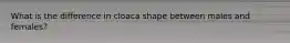 What is the difference in cloaca shape between males and females?