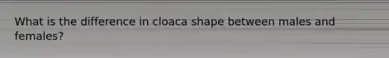 What is the difference in cloaca shape between males and females?