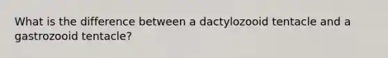 What is the difference between a dactylozooid tentacle and a gastrozooid tentacle?