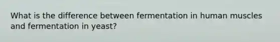 What is the difference between fermentation in <a href='https://www.questionai.com/knowledge/kIgPoJyJGl-human-muscle' class='anchor-knowledge'>human muscle</a>s and fermentation in yeast?