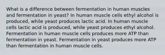 What is a difference between fermentation in <a href='https://www.questionai.com/knowledge/kIgPoJyJGl-human-muscle' class='anchor-knowledge'>human muscle</a>s and fermentation in yeast? In human muscle cells ethyl alcohol is produced, while yeast produces lactic acid. In human muscle cells lactic acid is produced, while yeast produces ethyl alcohol. Fermentation in human muscle cells produces more ATP than fermentation in yeast. Fermentation in yeast produces more ATP than fermentation in human muscle cells.