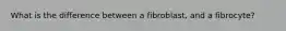 What is the difference between a fibroblast, and a fibrocyte?