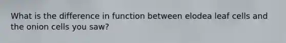 What is the difference in function between elodea leaf cells and the onion cells you saw?