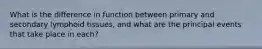 What is the difference in function between primary and secondary lymphoid tissues, and what are the principal events that take place in each?