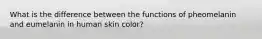 What is the difference between the functions of pheomelanin and eumelanin in human skin color?