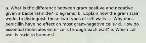 a. What is the difference between gram positive and negative given a bacterial slide? (diagrams) b. Explain how the gram stain works to distinguish these two types of cell walls. c. Why does penicillin have no effect on most gram-negative cells? d. How do essential molecules enter cells through each wall? e. Which cell wall is toxic to humans?