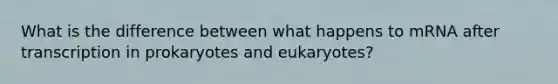 What is the difference between what happens to mRNA after transcription in prokaryotes and eukaryotes?