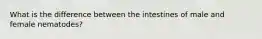 What is the difference between the intestines of male and female nematodes?