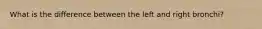 What is the difference between the left and right bronchi?
