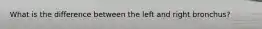 What is the difference between the left and right bronchus?