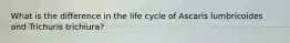 What is the difference in the life cycle of Ascaris lumbricoides and Trichuris trichiura?