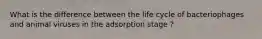 What is the difference between the life cycle of bacteriophages and animal viruses in the adsorption stage ?