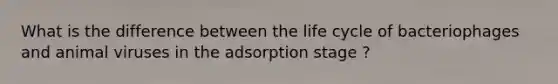 What is the difference between the life cycle of bacteriophages and animal viruses in the adsorption stage ?