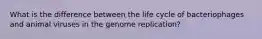 What is the difference between the life cycle of bacteriophages and animal viruses in the genome replication?