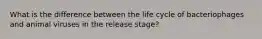 What is the difference between the life cycle of bacteriophages and animal viruses in the release stage?