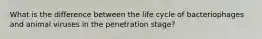 What is the difference between the life cycle of bacteriophages and animal viruses in the penetration stage?