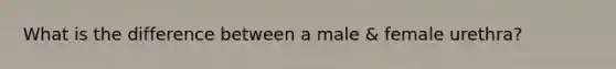 What is the difference between a male & female urethra?