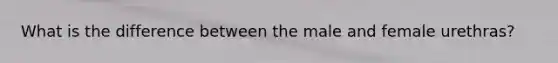 What is the difference between the male and female urethras?