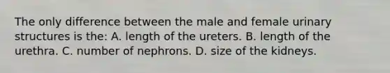 The only difference between the male and female urinary structures is​ the: A. length of the ureters. B. length of the urethra. C. number of nephrons. D. size of the kidneys.