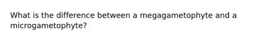 What is the difference between a megagametophyte and a microgametophyte?