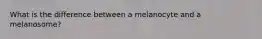 What is the difference between a melanocyte and a melanosome?