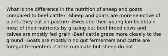 What is the difference in the nutrition of sheep and goats compared to beef cattle? -Sheep and goats are more selective of plants they eat on pasture -Ewes and their young lambs obtain most of their nutrients by grazing but beef brood cows and calves are mostly fed grain -Beef cattle graze more closely to the ground -Goats are mostly hind gut fermenters and cattle are foregut fermenters -Cattle ruminate but sheep do not