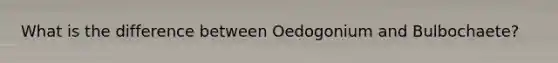 What is the difference between Oedogonium and Bulbochaete?