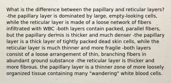 What is the difference between the papillary and reticular layers? -the papillary layer is dominated by large, empty-looking cells, while the reticular layer is made of a loose network of fibers infiltrated with WBC -both layers contain packed, parallel fibers, but the papillary dermis is thicker and much denser -the papillary layer is a thick layer of tightly packed dead skin cells, while the reticular layer is much thinner and more fragile -both layers consist of a loose arrangement of thin, branching fibers in abundant ground substance -the reticular layer is thicker and more fibrous. the papillary layer is a thinner zone of more loosely organized tissue containing many "wandering" white blood cells.