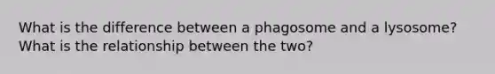 What is the difference between a phagosome and a lysosome? What is the relationship between the two?