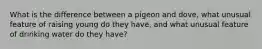 What is the difference between a pigeon and dove, what unusual feature of raising young do they have, and what unusual feature of drinking water do they have?