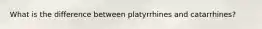 What is the difference between platyrrhines and catarrhines?