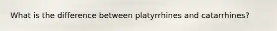 What is the difference between platyrrhines and catarrhines?