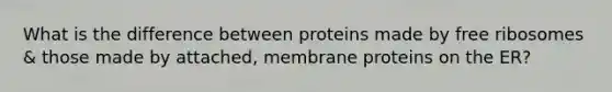 What is the difference between proteins made by free ribosomes & those made by attached, membrane proteins on the ER?