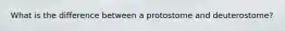 What is the difference between a protostome and deuterostome?