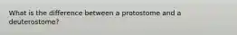 What is the difference between a protostome and a deuterostome?