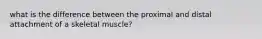 what is the difference between the proximal and distal attachment of a skeletal muscle?