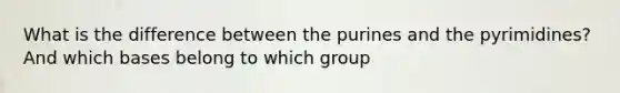 What is the difference between the purines and the pyrimidines? And which bases belong to which group