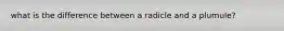 what is the difference between a radicle and a plumule?
