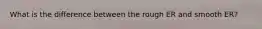 What is the difference between the rough ER and smooth ER?