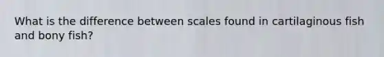 What is the difference between scales found in cartilaginous fish and bony fish?