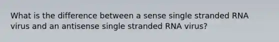 What is the difference between a sense single stranded RNA virus and an antisense single stranded RNA virus?