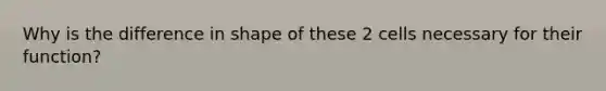 Why is the difference in shape of these 2 cells necessary for their function?