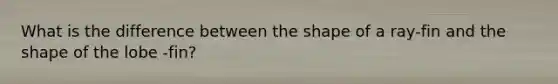 What is the difference between the shape of a ray-fin and the shape of the lobe -fin?