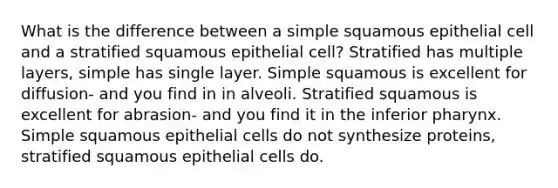 What is the difference between a simple squamous epithelial cell and a stratified squamous epithelial cell? Stratified has multiple layers, simple has single layer. Simple squamous is excellent for diffusion- and you find in in alveoli. Stratified squamous is excellent for abrasion- and you find it in the inferior pharynx. Simple squamous epithelial cells do not synthesize proteins, stratified squamous epithelial cells do.